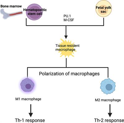 Macrophage Mediated Immunomodulation During Cryptococcus Pulmonary Infection